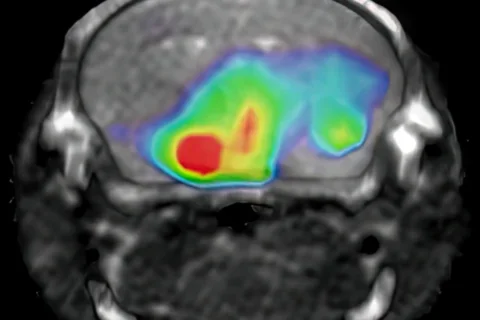 PET, MRI, and CT of a preclinical glioma.