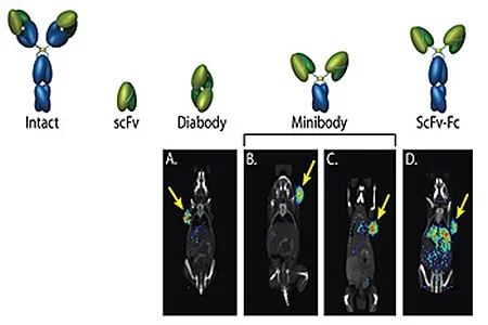 Engineered antibody fragments for in vivo PET imaging of cell surface markers.